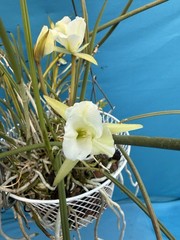 Brassavola tuberculata Peloric White Green Orchid Species 9” Basket + Hanger