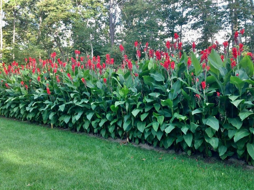Lot Of 5 Magnificent Red Hummingbird 6-8′ Tall Canna Lilly Bulbs Free Shipping