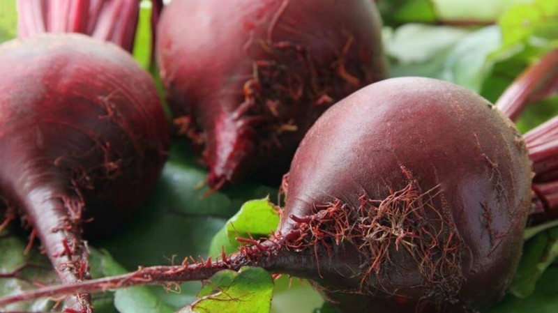 Detroit Dark Red Beet Seeds, NON-GMO, Detroit Globe, Heirloom, FREE SHIPPING gallery