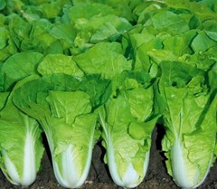 500+Chinese Cabbage seeds Pak Choi Kuai Cai Fast Grow Cabbage USA