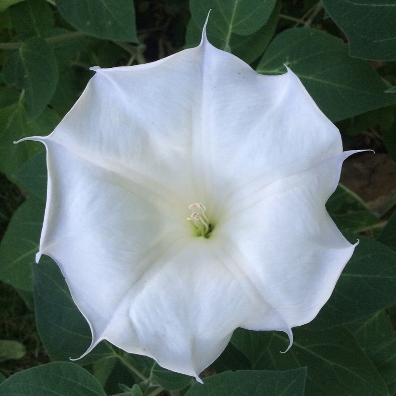 Moonflower BUSH Variety- 25 Seeds