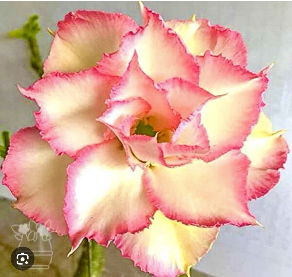 Cotton Candy ~ Adenium Obesum Grafted Desert Rose Plant
