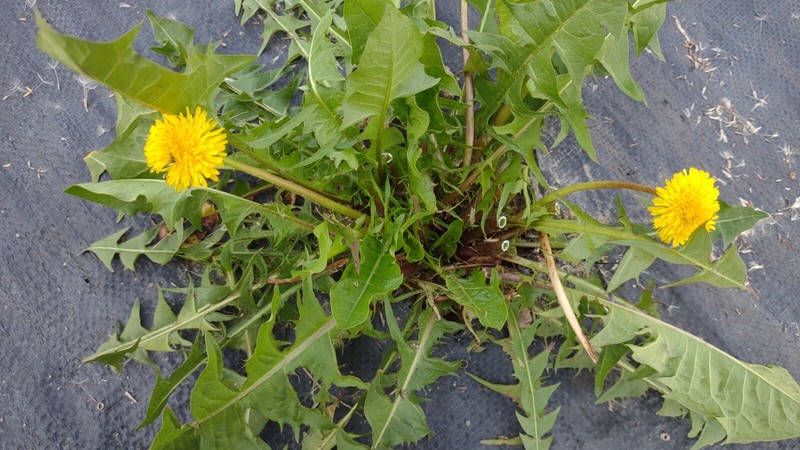 10+ Dandelion plants Wild Organic Non GMO Heirloom