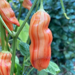 Sugar Rush Stripey Pepper Seeds. 10 Seeds, Free Shipping!