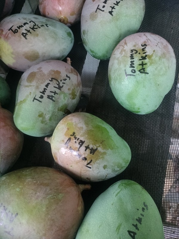 Fresh South Florida Mangos 10 lb Box