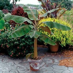 Musa – Dwarf Cavendish – Banana Tree