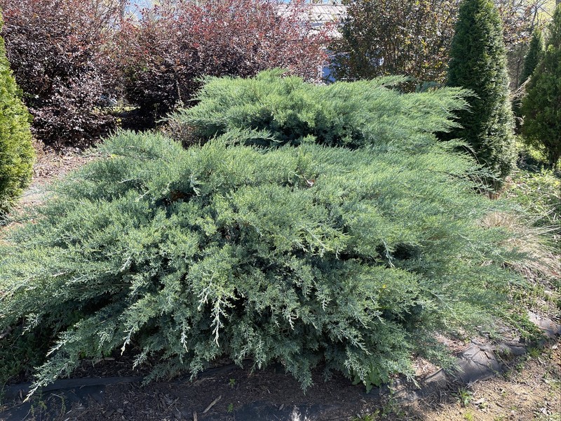 (50) Fresh 6-7″ Cuttings from Grey Owl Spreading Juniper EVERGREEN for rooting