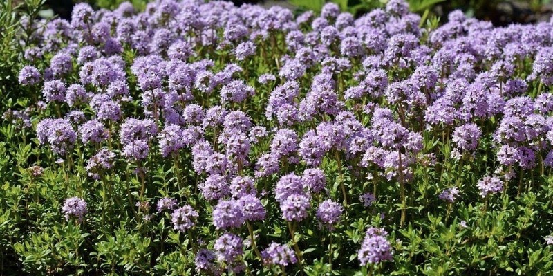 Creeping Thyme 15 Seeds | Heirloom / Non-GMO | Free Shipping | Herb Seeds Empori