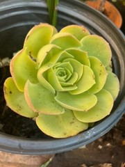 Aeonium arboreum-tree Aeonium