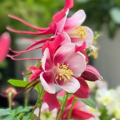 1000 Red & White Columbine Seeds – Striking Bicolor Blooms for Perennial Gardens