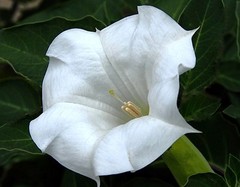 Moonflower Seeds, Morning Glory Seeds, Heirloom Vine Seeds, Night Bloomer 15 Ct