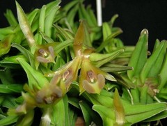 BIN-Epidendrum schlecterianum -Collector’s item! Very easy to grow! Unique!