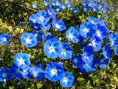 Morning Glory ‘Heavenly Blue’ (Ipomoea tricolor) Free Shipping!