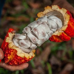 Forastero Cacao Tree (Theobroma cacao) – Live Tropical Cacao Plant – USDA