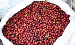100% HAWAIIAN / KONA COFFEE BEANS MEDIUM ROASTED 2 / 12 POUNDS