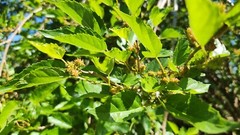 15 Assorted Size Mulberry Cuttings Dwarf Everbearing – Morus nigra