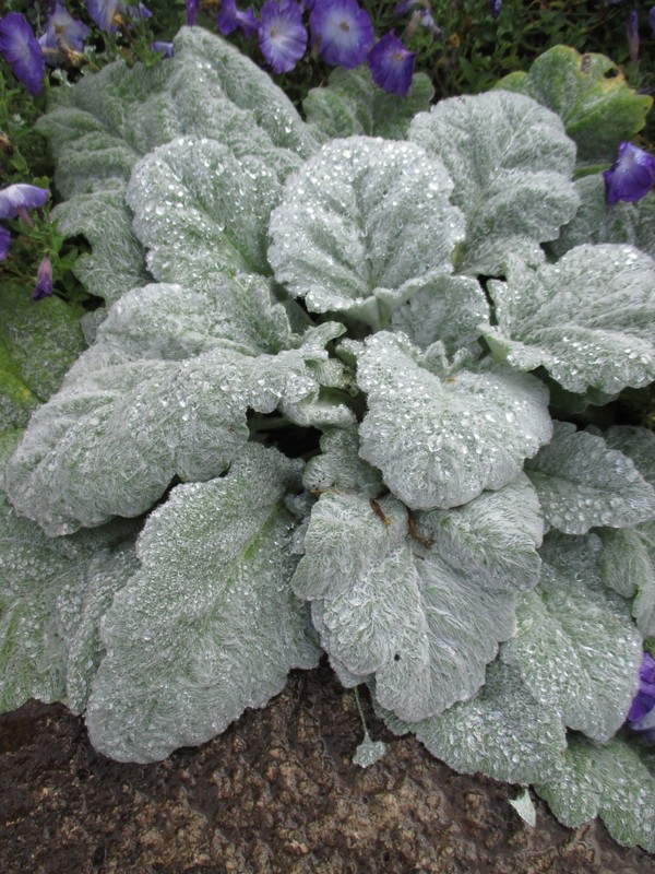 Salvia argentea SILVER SAGE Seeds!