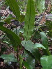 x2 LIVE Bare : Diplazium Ferns 10″ long each, exotic rare fern SHADE