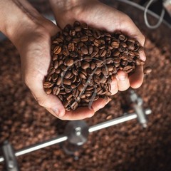 10 lbs of 100% Certified Organic Jamaica Blue Mountain Coffee – Free Shipping!