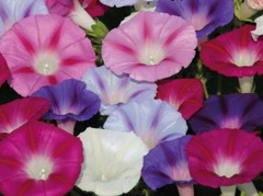400+ MORNING GLORY FLOWER SEEDS – MIXED COLORS – CLIMBING – BEAUTIFUL — FRESH