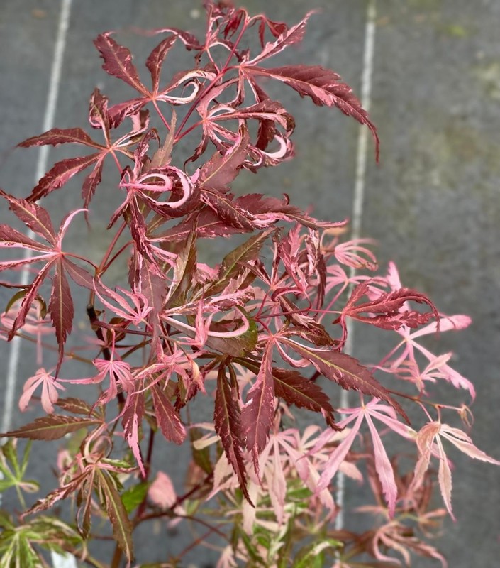 Acer palmatum ‘Lileeanne’s Jewel’ (Lileeanne’s Jewel Japanese Maple)