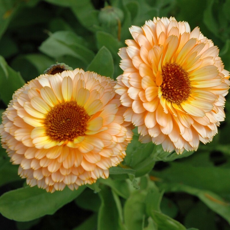 Pink Surprise Calendula Seeds | Heirloom | Edible Flowers | Free Shipping | 1204