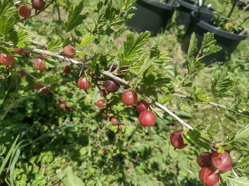 1 Hinnomaki Red gooseberry live rooted starter plant, edible Shrub zones 3-7. gallery