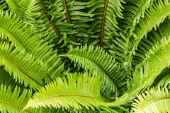 WESTERN SWORD FERN, 2000 (SEEDS)*, SPORE LARGE 3’X3’+, VERY HARDY TO -4 F.