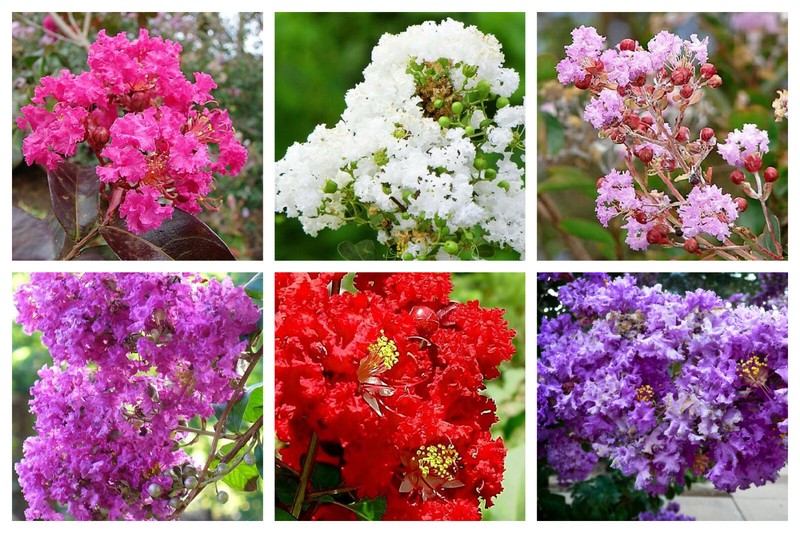 50 MIXED COLORS CREPE MYRTLE Lagerstroemia Indica Tree Shrub Flower Seeds