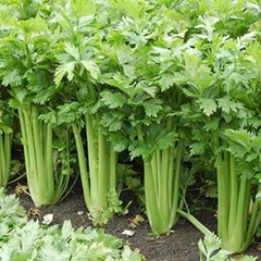 Giant Golden Pascal Celery Seeds | 500 Seeds | Non-GMO | Free Shipping | 1136