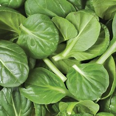 150 Heirloom American Spinach Seeds Fast Growing, Non-GMO, Home Garden Favorite