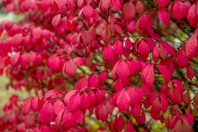 3 Burning Bush Shrub 1 yr old Bare Root Plant