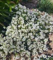 120+ Sweet Alyssum seeds, Carpet of snow, Fragrant, Ground cover, snow in summer