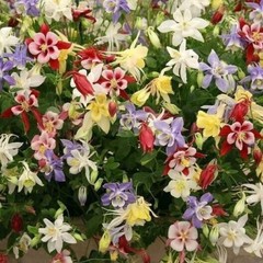 1000+ Wildflower Mix Seeds – SHADE with Perennials – Pollinators – Non-GMO