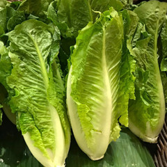 Fresh Crisp Giant Caesar Romaine Lettuce Seeds| Heirloom Non-GMO | Vegetables