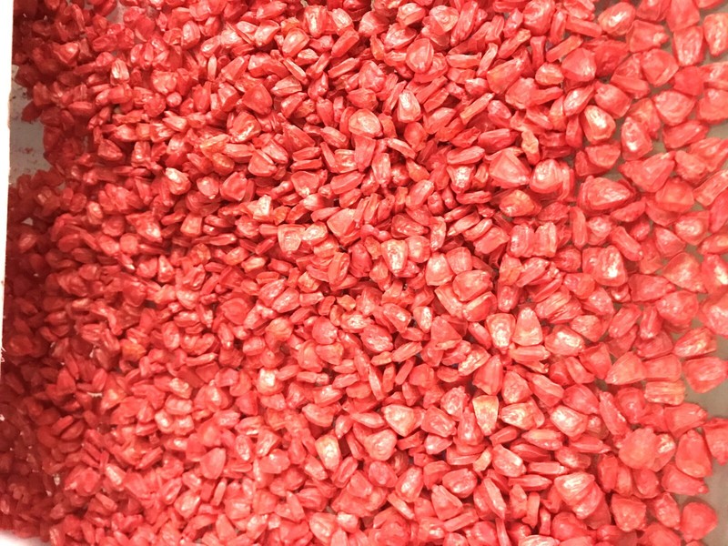 G90 Delicious Hybrid Sweet Corn Seed Bicolor Treated 350 Seeds, 4oz. 95% Germ.