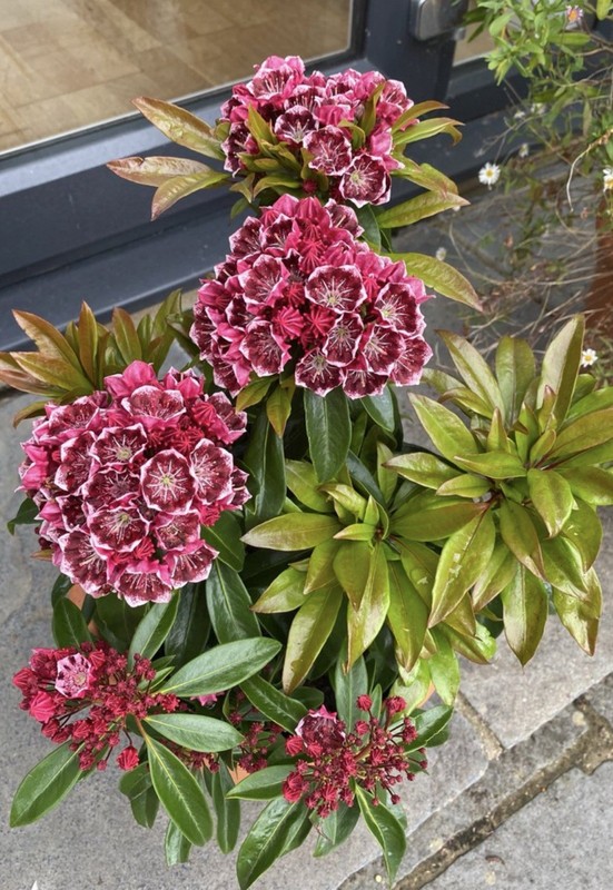 Keepsake Mountain Laurel Kalmia Latifolia Well Rooted STARTER Plant 4-8”Tall