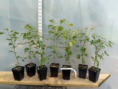(3, 5 or 7) Trident Maple seedlings, pre bonsai or landscape!