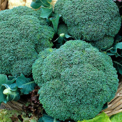 1200+ BROCCOLI WALTHAM SEEDS HEIRLOOM VEGETABLE GARDEN NON-GMO MICROGREENS USA