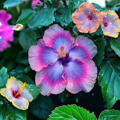 30pcs Multicolor Hibiscus Seeds – Rare Non-GMO Heirloom Variety for Your Garden
