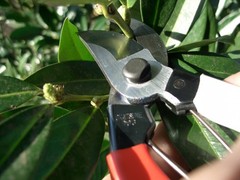 Okatsune Pruning Shears Unique 8.3 inches 210 mm Blister No. 104
