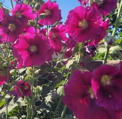 100 HOLLYHOCK  Flower Seeds Tall Beautiful Wildflowers Mystery Mixture Colors