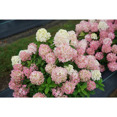 4.5 in. Qt. Quick Fire ‘Fab’ Hydrangea, Live Plant, White and Pink Flowers