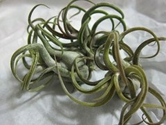 5 Pack Caput Medusae Air Plants – Low Maintenance Tilandsia – Exotic Variety