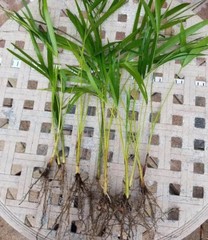 6 Areca palm 8” Starter seedling LIVE PLANTS! Fully Rooted! VERY Healthy!