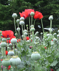 1,000 Turkish Red Poppy Seeds – P. Somniferum – Giant Scarlet Red Blooms