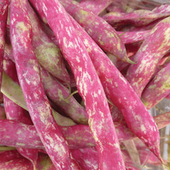 French Horticulture Shell Bean Seeds, Haricot Tarbais, NON-GMO, FREE SHIPPING