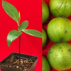 Black Sapote Diospyros Nigra Chocolate Pudding Starter Plant Tropical Fruit Tree