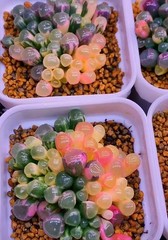 50 Lithops Seeds – Living Stone Succulent – Rare Colorful Varieties