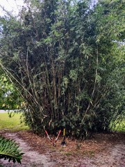 Bambusa multiplex – Green Hedge Clumping Bamboo – Start, One Rooted Cutting